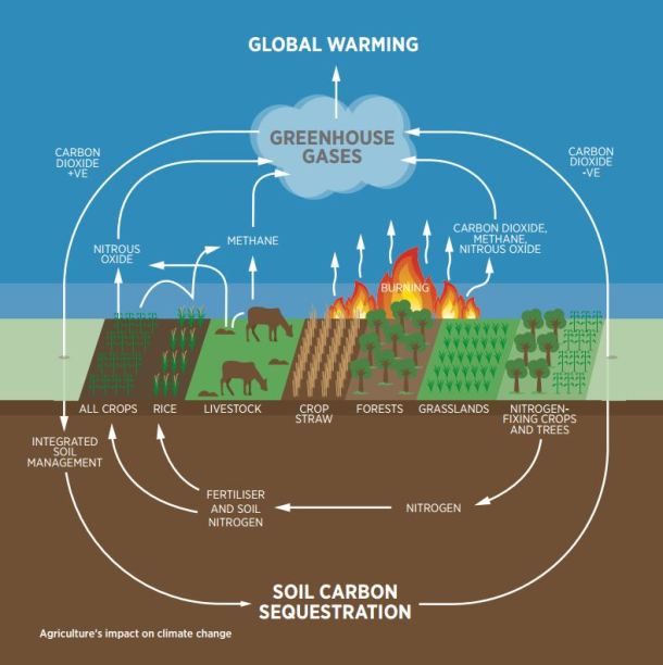 carbon sequestration rate