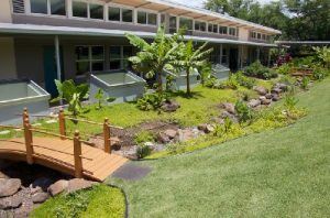 Image of a rain garden.